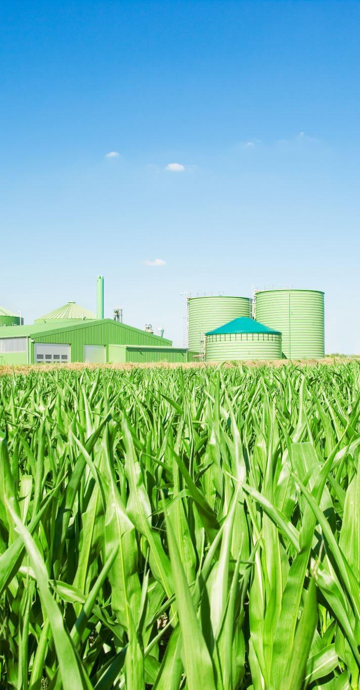 Grain silos beyond a green maize field at Mogalemone